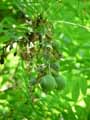 Xanthoceras sorbifolium