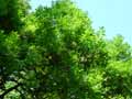 Sapindaceae-Xanthoceras-sorbifolium-Xanthoceras-a-feuilles-de-Sorbier.jpg