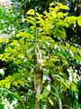 Sapotaceae-Chrysophyllum-cainito-Cainitier.jpg