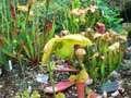 Sarracenia flava