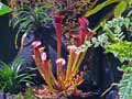 Sarracenia fulva