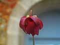 Sarracenia purpurea