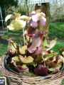 Sarracenia purpurea ssp. venosa