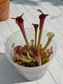 Sarracenia x flava