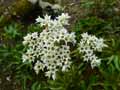 Aceriphyllum rossi, Mukdenia rossi