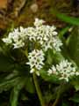 Aceriphyllum rossi, Mukdenia rossi