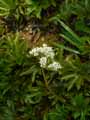 Aceriphyllum rossi, Mukdenia rossi