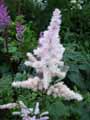 Astilbe Showstar