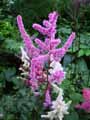 Saxifragaceae-Astilbe-Showstar-Astilbe-Plume-d-Autruche.jpg