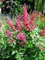 Saxifragaceae-Astilbe-chinensis-Astilbe-de-Chine-9875.jpg