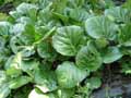 Saxifragaceae-Bergenia-ciliata-Bergenie-ciliee-Bergenie-de-l-Himalaya.jpg