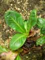 Bergenia stracheyi
