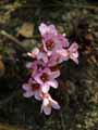 Saxifragaceae-Bergenia-stracheyi-Rose-de-paques-de-Strachey.jpg
