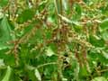 Boykinia rotundifolia