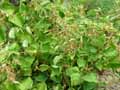 Saxifragaceae-Boykinia-rotundifolia-Boykinia-a-feuilles-rondes.jpg