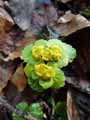 Saxifragaceae-Chrysosplenium-alternifolium-Dorine-a-feuilles-alternes-Cresson-dore.jpg