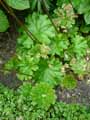Darmera peltata