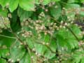 Darmera peltata