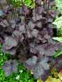 Saxifragaceae-Heuchera-Midnight-Rose-Heuchere-20131128142938.jpg