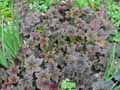 Saxifragaceae-Heuchera-Palace-Purple-Heuchere-Desespoir-du-peintre-Pluie-de-feu.jpg