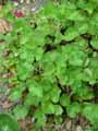 Saxifragaceae-Heuchera-americana-Heuchere.jpg