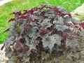 Saxifragaceae-Heuchera-micrantha-Palace-Purple-Heuchere-20131128142924.jpg