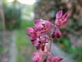 Heuchera sanguinea