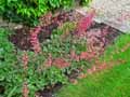 Heuchera sanguinea