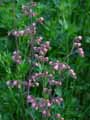 Saxifragaceae-Heuchera-sanguinea-Heuchere-sanguin.jpg