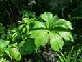 Rodgersia aesculifolia