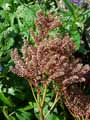 Rodgersia pinnata