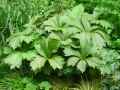 Rodgersia podophylla