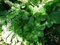 Rodgersia purdomii
