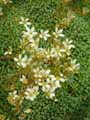 Saxifraga cochlearis