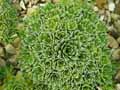 Saxifraga cochlearis Minor