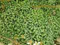 Saxifraga cochlearis