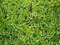 Saxifraga cotyledon Caterhamensis