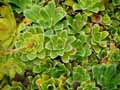 Saxifraga cotyledon South Side Seedling