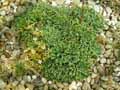 Saxifraga crustata