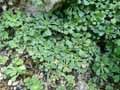 Saxifraga cuneifolia var. subintegrata