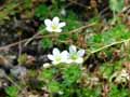 Saxifraga exarata subsp. moschata