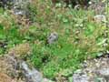 Saxifraga exarata subsp. moschata