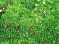 Saxifraga godseffiana