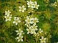 Saxifraga hostii subsp. hostii