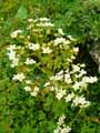 Saxifraga hostii subsp. rhaetica