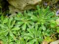 Saxifraga hostii subsp. rhaetica