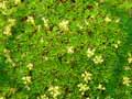 Saxifraga manschuriansis