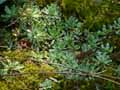 Saxifraga paniculata