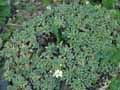 Saxifraga paniculata