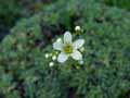 Saxifraga paniculata